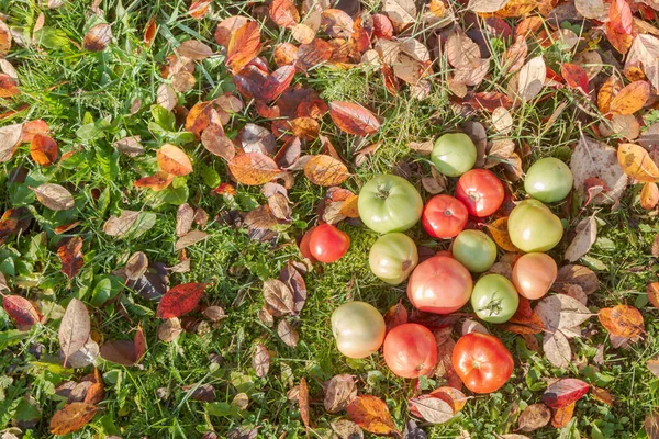 Tomates Coloridos Sobre Hierba Otoño Con Hojas Tiempo Soleado — Foto de Stock