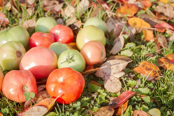 Colorful Tomatoes Autumn Grass Leaves Sunny Weather — Stock Photo, Image