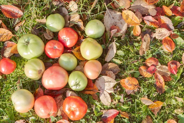 Färgglada Tomater Hösten Gräs Med Blad Soligt Väder — Stockfoto