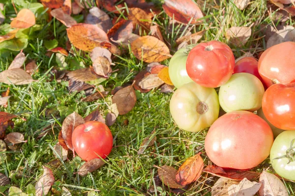 Kolorowe Pomidory Jesień Trawy Liści Przy Słonecznej Pogodzie — Zdjęcie stockowe