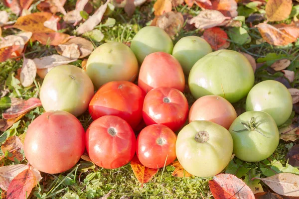 Bunte Tomaten Auf Herbstgras Mit Blättern Bei Sonnigem Wetter — Stockfoto