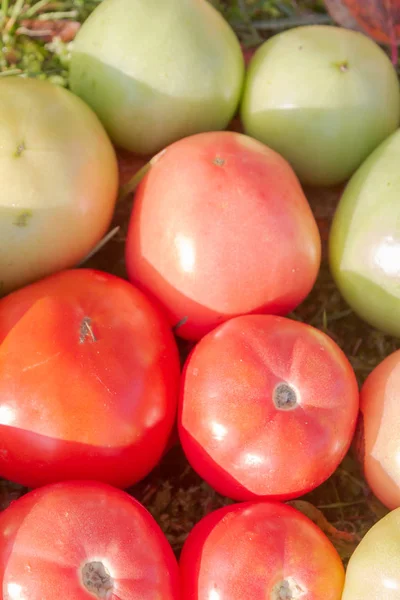 Färgglada Tomater Hösten Gräs Med Blad Soligt Väder — Stockfoto