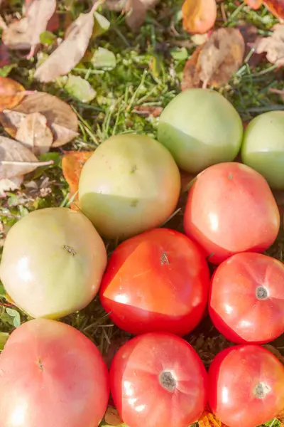 Kleurrijke Tomaten Herfst Gras Met Bladeren Bij Zonnig Weer — Stockfoto