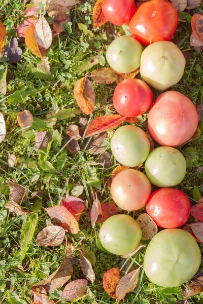 Tomates Coloridos Sobre Hierba Otoño Con Hojas Tiempo Soleado —  Fotos de Stock