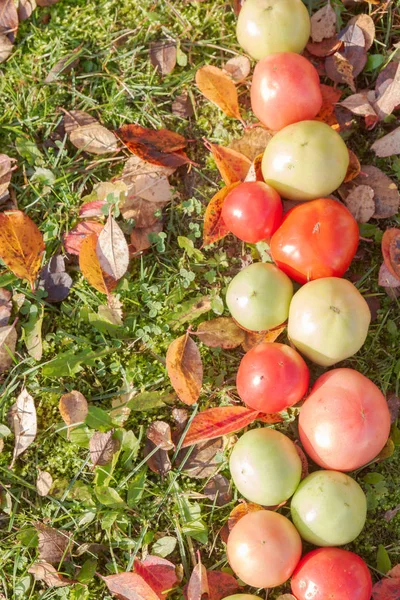 Tomates Coloridos Sobre Hierba Otoño Con Hojas Tiempo Soleado —  Fotos de Stock