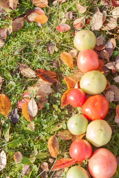 Colorful Tomatoes Autumn Grass Leaves Sunny Weather — Stock Photo, Image