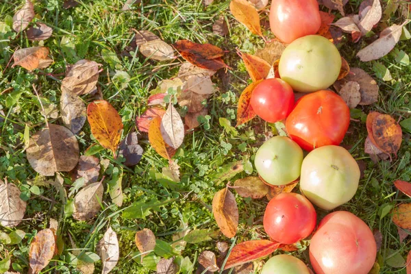 Tomates Coloridos Sobre Hierba Otoño Con Hojas Tiempo Soleado —  Fotos de Stock