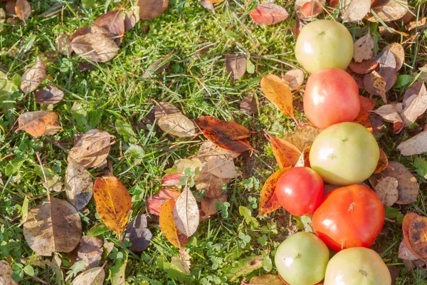 Tomates Coloridos Sobre Hierba Otoño Con Hojas Tiempo Soleado —  Fotos de Stock