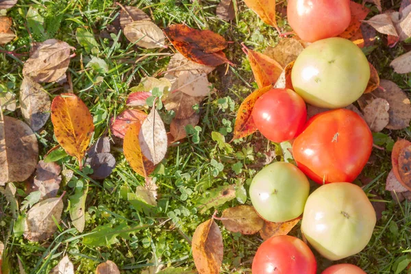 Tomates Coloridos Sobre Hierba Otoño Con Hojas Tiempo Soleado —  Fotos de Stock