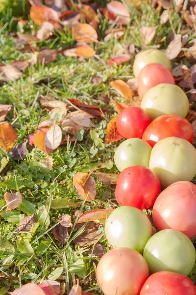 Colorful Tomatoes Autumn Grass Leaves Sunny Weather — Stock Photo, Image