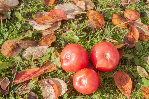 Röda Tomater Hösten Gräs Med Blad Soligt Väder — Stockfoto