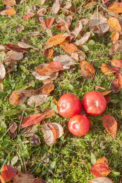 Red Tomatoes Autumn Grass Leaves Sunny Weather — Stock Photo, Image