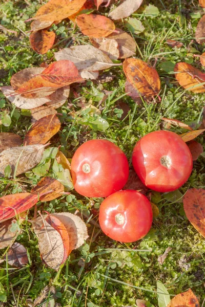 Red Tomatoes Autumn Grass Leaves Sunny Weather — Stock Photo, Image