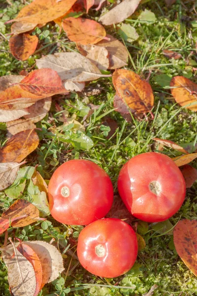 Röda Tomater Hösten Gräs Med Blad Soligt Väder — Stockfoto