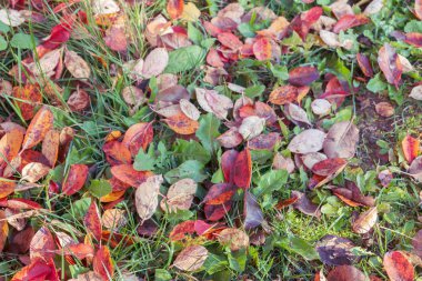 Sonbaharda yeşil çimlerin üzerine düşen sarı yapraklar