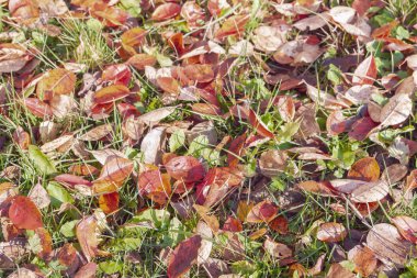Sonbaharda yeşil çimlerin üzerine düşen sarı yapraklar
