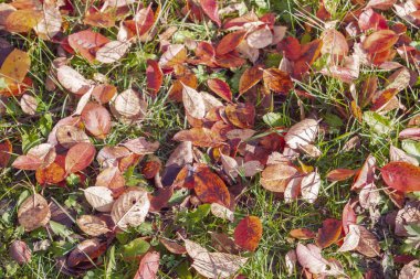 Sonbaharda yeşil çimlerin üzerine düşen sarı yapraklar
