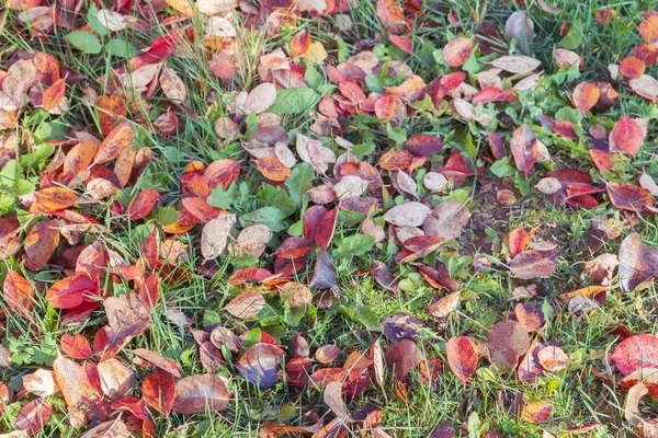 가을에 — 스톡 사진