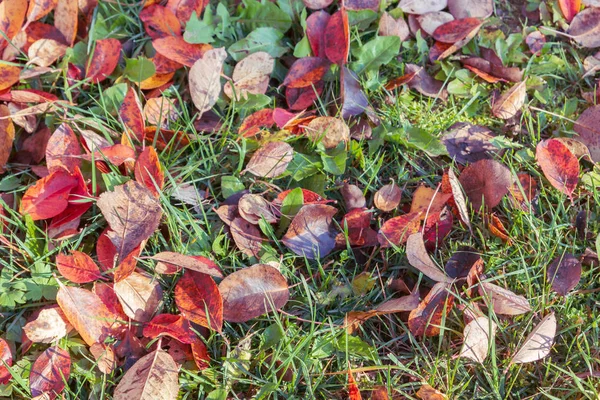 Folhas Caídas Amarelas Grama Verde Outono — Fotografia de Stock