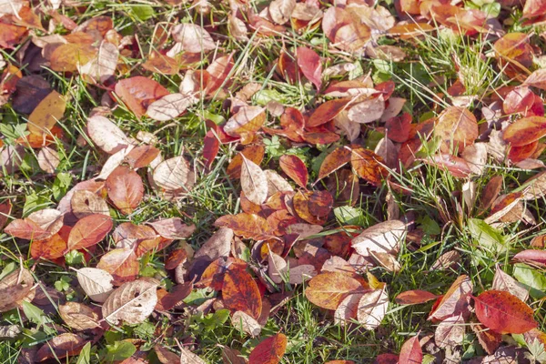 Yellow Fallen Leaves Green Grass Autumn — Stock Photo, Image