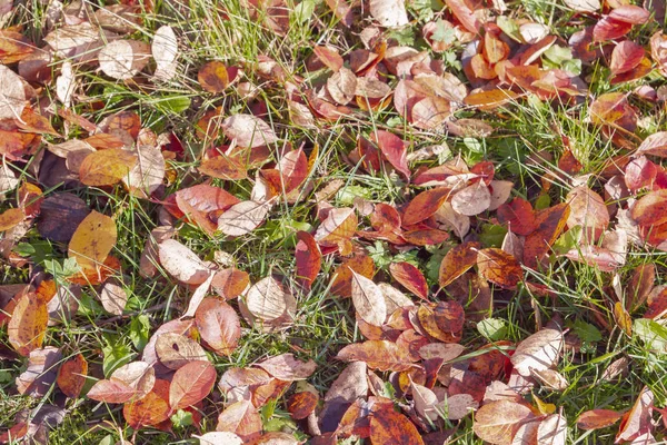 Желтые Опавшие Листья Зеленой Траве Осенью — стоковое фото