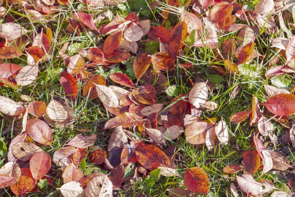 Yellow Fallen Leaves Green Grass Autumn — Stock Photo, Image