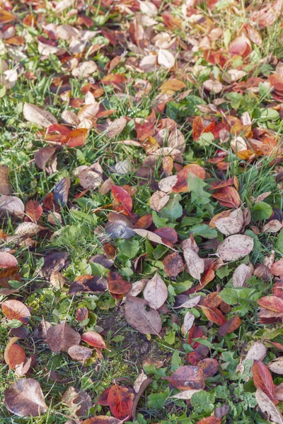 Yellow Fallen Leaves Green Grass Autumn — Stock Photo, Image