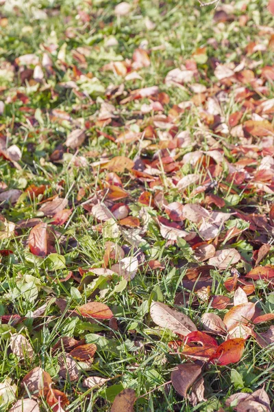 Folhas Caídas Amarelas Grama Verde Outono — Fotografia de Stock