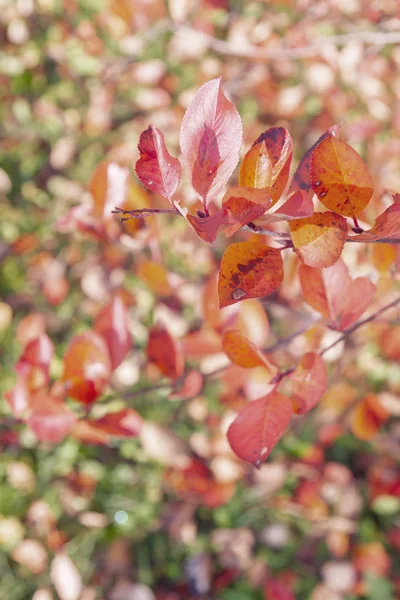Branch Autumn Leaves Black Chokeberry Bush — Stock Photo, Image
