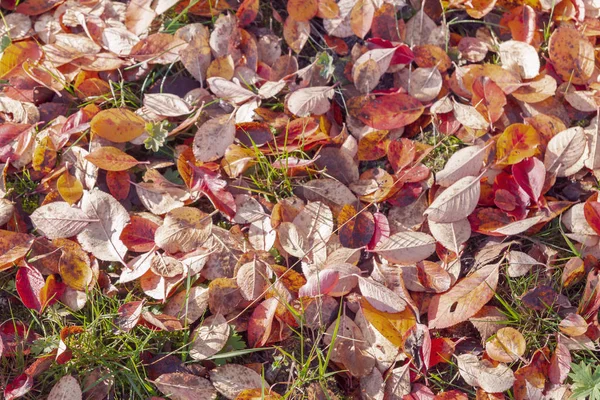 Branch Autumn Leaves Black Chokeberry Bush — Stock Photo, Image