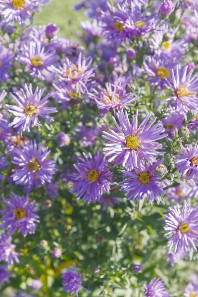 Осінь Красиві Бузкові Квіти Клумбі Сонячну Погоду — стокове фото