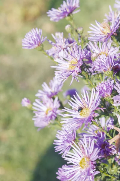 Autumn Beautiful Lilac Flowers Flower Bed Sunny Weather — Stock Photo, Image