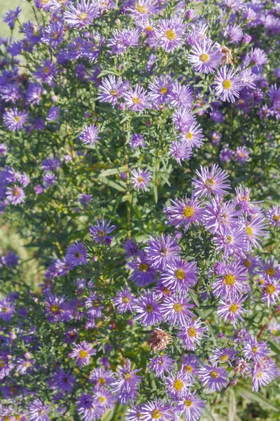 Höstens Vackra Lila Blommor Blomma Sängen Soligt Väder — Stockfoto