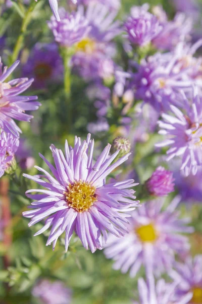 阳光明媚的天气 花坛上的秋天美丽的丁香花 — 图库照片