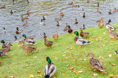 Merdivenlerde sonbaharda Gölde ördekler