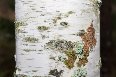 Beyaz huş ağacı kabuğu yakından fotoğrafı