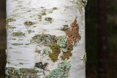 Beyaz huş ağacı kabuğu yakından fotoğrafı