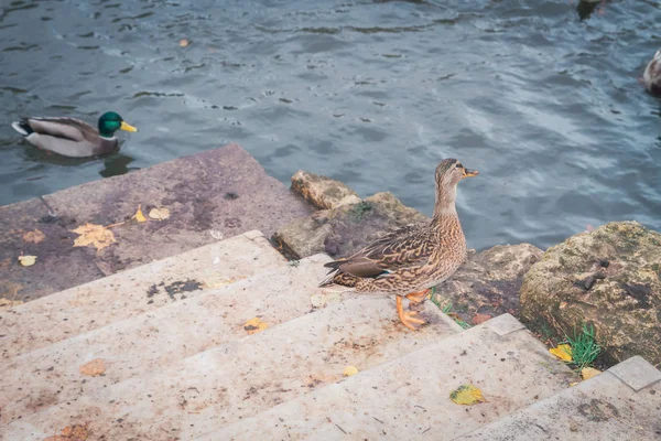 Enten See Bei Sturz Auf Der Treppe — Stockfoto