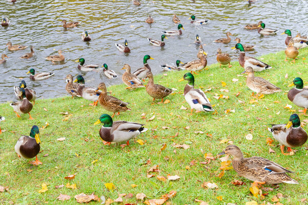 Утки у озера при падении на лестнице
