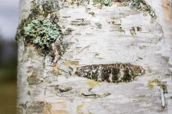 Corteccia Una Betulla Bianca Fotografata Vicino — Foto Stock