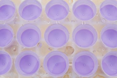 Su mor plastik buz kalıp içine dökülür