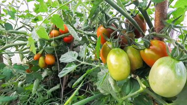 Domates asmak ve dal bir sera içinde olgunlaşır