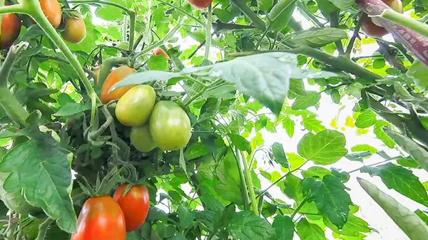 Pomidory Powiesić Dojrzewają Oddział Szklarni — Zdjęcie stockowe