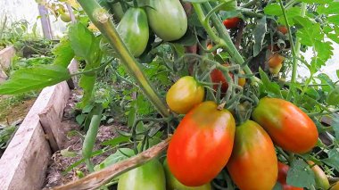 Domates asmak ve dal bir sera içinde olgunlaşır
