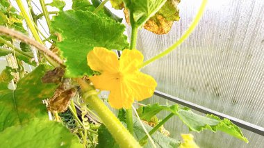 Sarı yapraklar ile sezon sonunda serada salatalık büyümek