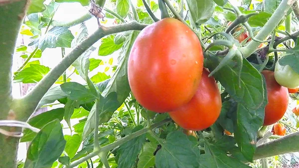 Tomates Penduram Amadurecem Ramo Uma Estufa — Fotografia de Stock