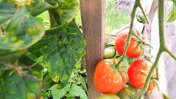 Los Tomates Cuelgan Maduran Una Rama Invernadero —  Fotos de Stock