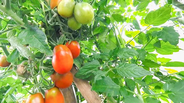 Pomidory Powiesić Dojrzewają Oddział Szklarni — Zdjęcie stockowe
