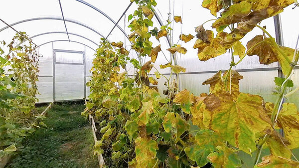 Cucumbers grow in the greenhouse at the end of the season with yellow leaves