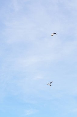 Bulutlu havalarda gökyüzünde uçan kuş martı